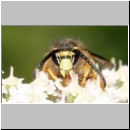 Dolichovespula sylvestris - Waldwespe m01c.jpg